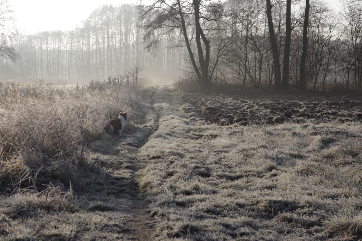 A quiet treeline at first light in winter, pale gray sky and frost on the undergrowth.